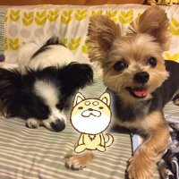 コタロー (@kotaro_wanchef) 's Twitter Profile