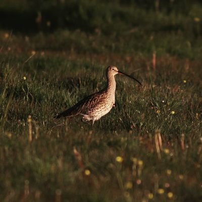 The Curlew Conservation Programme was established in 2017 to pioneer Curlew conservation efforts in Ireland.Central among these are the landowners where Ireland