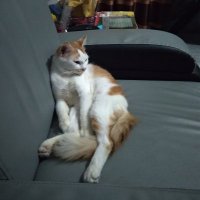 Randhi (@kfrvreinz) 's Twitter Profile