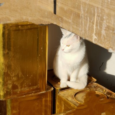 ThmZELfUFG1xP8t's profile picture. ……