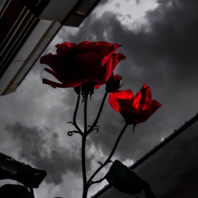 noman806's profile picture. 