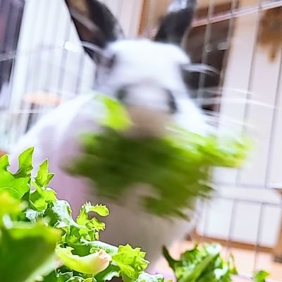 17.07.29~ 우당탕탕 상추(サンチュ=レタス🥬)의 일지를 기록하는 계정🐰💕| 동물계 무멘맞팔 | FUBM free | 특이사항: 집사가 사진을 못 찍음 | SNS 알림 꺼둠, 답멘 스루 잦아요ToT 고의x #오늘의상츄