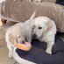 Alba & Eireann🐾🐾 (@waulkmiltongrs) Twitter profile photo Alba & Eireann🐾🐾 (@waulkmiltongrs) Twitter profile photo