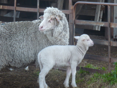 Daughter Deb + Wife Carol - tweeting for Mad Aussie Scientist/ Industrial Chemist/ Developer of 'Thermoskin' (a product to protect sheep) plus many others!