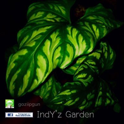 IndY’z Garden