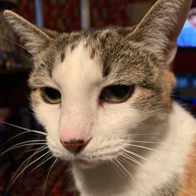 CaliCat20's profile picture. ✝️ Conspiracy Realist. 6th generation Texan. Traveler.
All blessings come from Christ, our Lord and Savior.