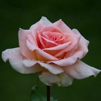 Azadsin70968424's profile picture. only true