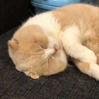 バークレー教授 (@berkeley_keiba) 's Twitter Profile