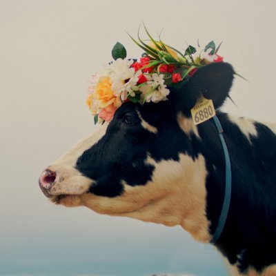 I’m not like other girls. I’m a cow. Love food, the great outdoors, food, friends and family, and food. Fluent in moo. She/her. Proudly repped by @AlbertaMilk.