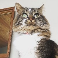 Laura 🐾(@FionaWonderCat) 's Twitter Profile Photo