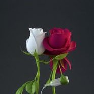 zimdgi (@muhamma57189002) 's Twitter Profile