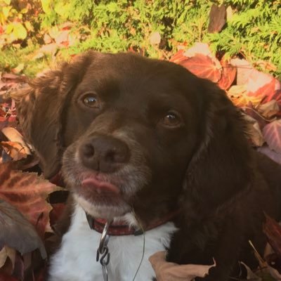 carolifaucher's profile picture. Sherbrooke. maman de 2. aime les chiens :) et la randonnée