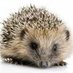 Mrs Tiggywinkle (@kindbutprickly) Twitter profile photo