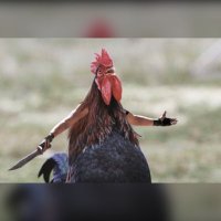 Raging Chicken (@raging_chicken) 's Twitter Profile