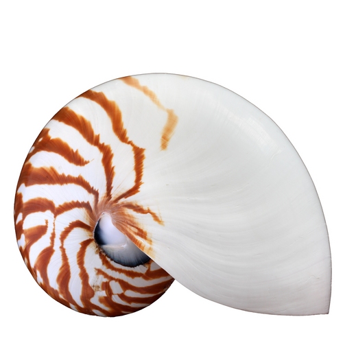 A beautiful shop where you will find Unique Coastal Inspired Gifts, Stylish Home Accessories, Jewellery, Seashells, Handmade Driftwood Items & Photography.