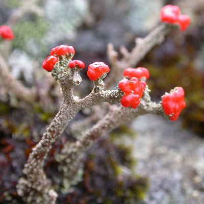 The Lichenologist