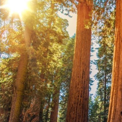 EvergreenColle1's profile picture. Inclusive plural collective. 33yo. 🌈S ✍Aloe 🪐Calisto  ⚔Forrest 🐚Agave  🦊Alana   🍯HL  🔪V  ⛰ Slate