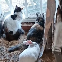 NeverLost **Animal Rescue (@listnever) 's Twitter Profile