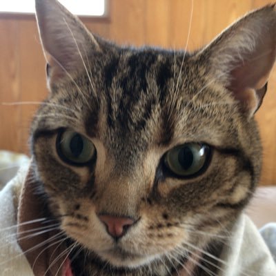 ねこ好きサバゲーマーさんのプロフィール画像