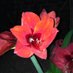 Linda van Niekerk (@niekerk_l) Twitter profile photo Linda van Niekerk (@niekerk_l) Twitter profile photo