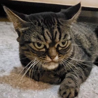 FunnyMe53086095's profile picture. I Love Cats!
#cats #caturday