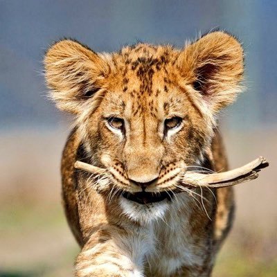 amigovillage's profile picture. The darkest hour is that before the dawn.拂晓……