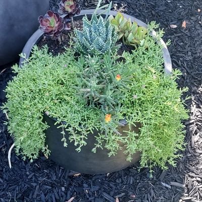 vinniort's profile picture. 