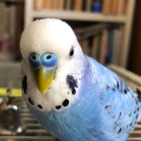 オタム (@otamaochan31) 's Twitter Profile Photo