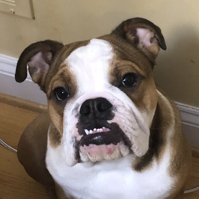 Ginger the Bulldog