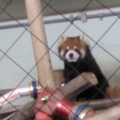 紅丸まるりじょさんのプロフィール画像