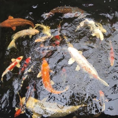 Supply Koi & Water Plants for your Pond. Phone: 619-300-0835