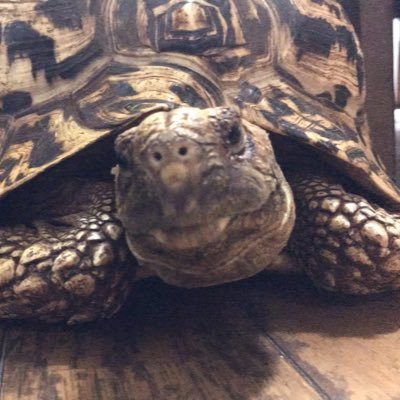 Tortoises 至急お願いします ヒョウモンガメの甲羅の一部が剥げてました これは何か病気なんでしょうか あまり甲羅が剥がれるって聞いたことがないので心配です 甲羅が剥がれてる以外は特に問題なさそうです もし 何か情報あれば教えて Tortoises 至急お願いします ヒョウモンガメの甲羅の一部が剥げてました これは何か病気なんでしょうか あまり甲羅が剥がれるって聞いたことがないので心配です 甲羅が剥がれてる以外は特に問題なさそうです もし 何か情報あれば教えて
