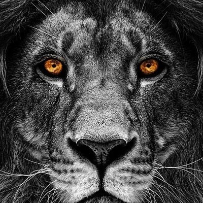 triumphantgee's profile picture. TRIUMPHANT