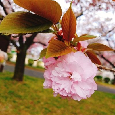 やまのぼりあかね  役者で 障がい者施設🏡看護師* 自然🌸アロマ🌿 甘味🍰が好き　　DIY🔨に興味津々　　　無言フォロー失礼します🙇       
                    nana⇒https://t.co/vEkXcYKXA8