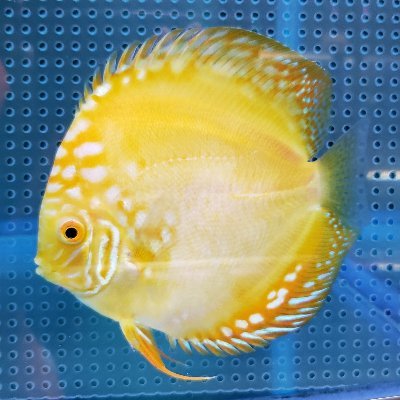 かねだい伊勢原店 熱帯魚編 今週のセール情報になります 11日セールのマリンブルーディスカスは中止になります かねだい伊勢原店 熱帯魚編 今週のセール情報になります 11日セールのマリンブルーディスカスは中止になります