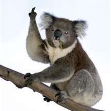 koalasrnotbears Profile Picture
