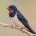Seoska lasta(Hirundo rustica) (@ceranolo) Twitter profile photo Seoska lasta(Hirundo rustica) (@ceranolo) Twitter profile photo