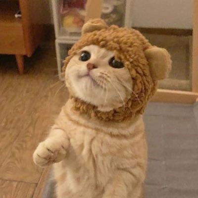 hoiiichiii's profile picture. i will always listen to u