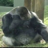 Lisevtsov Vitalii (@lisevtsov) 's Twitter Profile