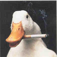 isaacjiga's profile picture. ola ke ase?