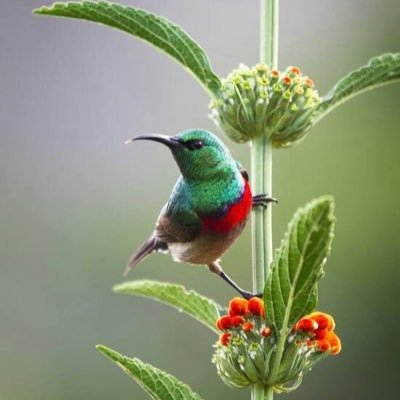BirdMusing Profile Picture