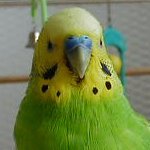 忙しい朝の朝食には攻守共にビ○コが最強と信じてやまないフリーSE。毎朝口の中パッサパサ。
怪しいB級スポットやB級グルメ、B級アイテムが大好き。
主に日々の気付きをツイートしてます。
※プロフィール写真は昔飼っていた愛鳥