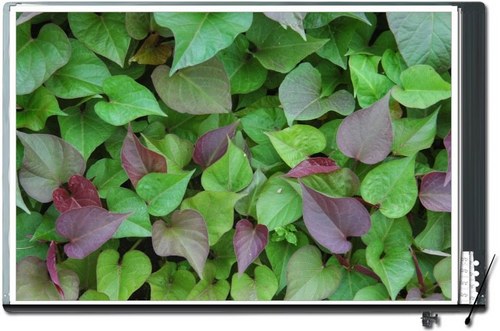 chydream's profile picture. Electronics, OrCAD