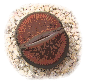 Lithops_Mexico's profile picture. 