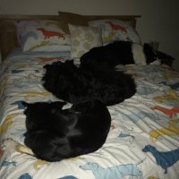 kernowcollies πΎπ€π€π€πΎπ€π€π€πΎ (@kernowcollies) 's Twitter Profile