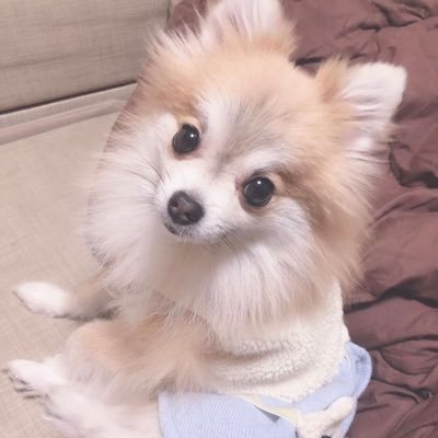 ポメラニアンのぷぅ セクシーショット ポメラニアン Pomeranian ポメラニアン部 愛犬 わんこ 犬 Dog ポメラニアンが大好き 家族 ぽめ 포메라니안 癒し Followme ポメスタグラム 家族 Family Pomeranianworld わんちゃん ポメラニアンのぷぅ セクシーショット ポメラニアン Pomeranian ポメラニアン部 愛犬 わんこ 犬 Dog ポメラニアンが大好き 家族 ぽめ 포메라니안 癒し Followme ポメスタグラム 家族 Family Pomeranianworld わんちゃん