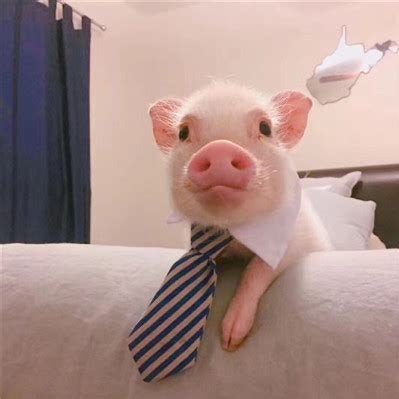 cwsda5168's profile picture. 世界辣么大，我得上推特看看