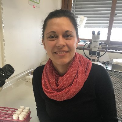 CNRS researcher, study of social behaviors in Drosophila melanogaster