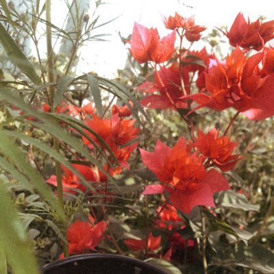 GhazwaniMaha's profile picture. كوني كما انتي 🎼♥️