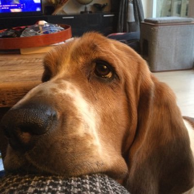 businesswoman, wife and mother. Cancer warrior. Ardent anti Brexiteer. Loves animals, Arsenal and cake baking. 🌈 @libdavmor.bsky.social - gone fishing.